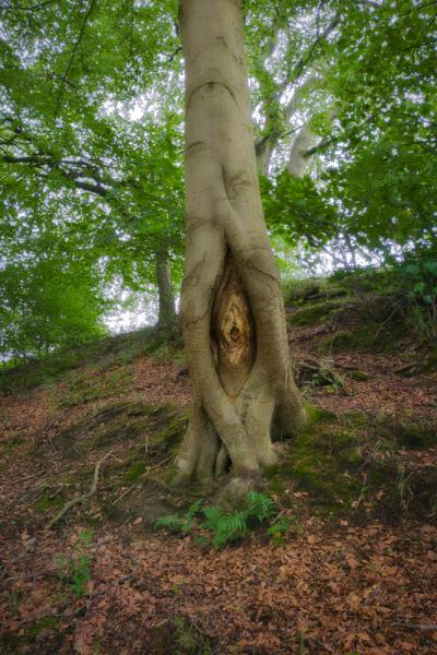 Rain, Ruins, Mustard and a Slightly Terrifying Tree