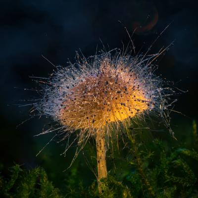 Pin Head Fungus