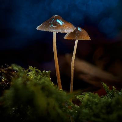 Sheltering