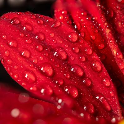 Petal Raindrops