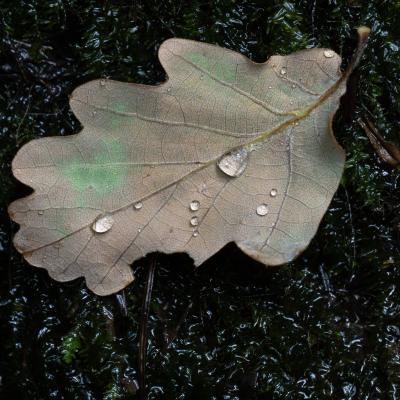 oak leaf