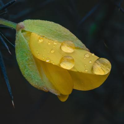RESTING RAINDROPS