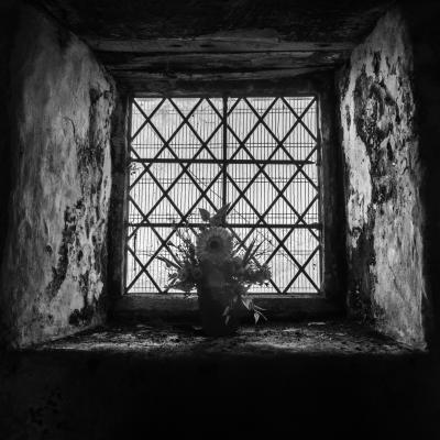 The Window and flower